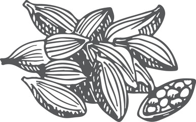 Sticker - Cardamom sketch. Food spice. Aroma seeds icon