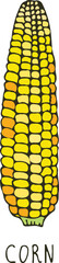 Poster - Corn ear doodle. Farm crop. Natural grain