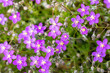 Spergularia purpurea, the purple sandspurry, or Spergularia rubra,  the red sandspurry or red sand-spurrey, a very small and violet flower in the Sierra de Aracena and Picos de Aroche natural park