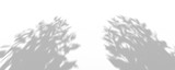 Fototapeta Lawenda - 3D Render Plant And Tree Shadow