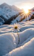 Symbol of Resilience, Snowy Mountains, a Single Daisy Bravely Blooms Atop the Snowdrifts. The Winter Sun Shines Brightly, Casting Its Warm Light and Highlighting the Flower Resilience.
