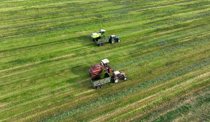 Wall Mural - Forage harvester on grass cutting for silage in field. Cutting grass silage at field. Self-propelled Harvester on Hay making for cattle at farm. Tractor with trailer transport of hay grass silage.