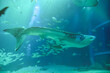 水族館　水槽の中を中を気持ちよさそうに泳ぐジンベイザメ