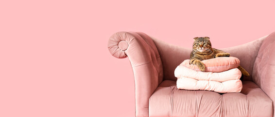 Poster - Striped Scottish fold cat with soft cushions on sofa against pink background