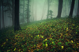Fototapeta Las - lush vegetation in foggy green woods