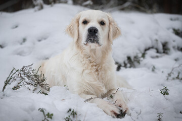 Wall Mural - Beautiful white golden retriever outside in snow during winter season