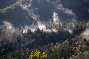 Wall Mural - Misty landscape with fir forest