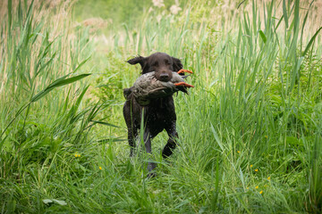 Wall Mural - Beautiful flat-coated retriever carrying a shot down game in its mouth