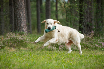 Wall Mural - Beautiful golden retriever dog carrying a training dummy in its mouth.