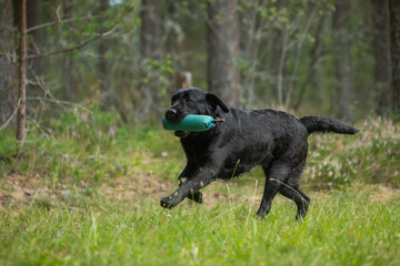 Wall Mural - Beautiful labrador retriever carrying a training dummy in its mouth.