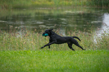 Wall Mural - Beautiful labrador retriever carrying a training dummy in its mouth.