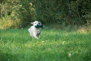 Wall Mural - Beautiful golden retriever dog carrying a training dummy in its mouth.