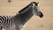 A Zebra With Its Head Held High Exuding Confidenc Upscaled