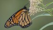 A Monarch Butterfly Perched On A Milkweed Plant Upscaled 4