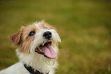 Fototapeta Koty - close-up portrait of jack russel dog