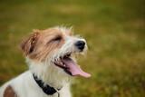 Fototapeta Koty - close-up portrait of jack russel dog