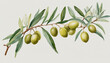 olive branch in watercolor style, isolated on a transparent background for design layouts