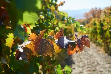 Grape plantations. Wine varieties. The season is autumn