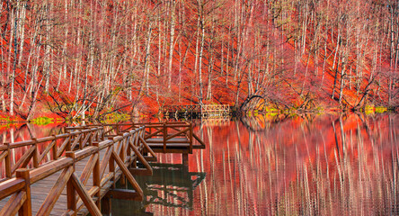 Poster - Autumn forest landscape reflection on the water with wooden pier - Autumn landscape in (seven lakes) Yedigoller Park Bolu, Turkey