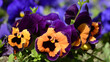 purple iris flowers