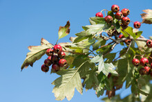 View Of The Red Berries Against The Blue Sky