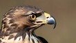 A Hawk With Its Beak Open In A Piercing Screech Upscaled 7