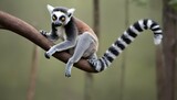 A Lemur With Its Tail Hanging Down Using It To He Upscaled 13