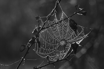 Wall Mural - spider web with dew drops