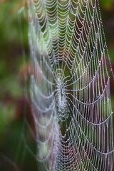 Wall Mural - spider web with dew drops