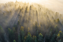 Aerial View Of Misty Forest At Sunrise, Karelia, Russia.