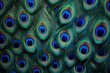 Behold a captivating background adorned with a multitude of real peacock feathers