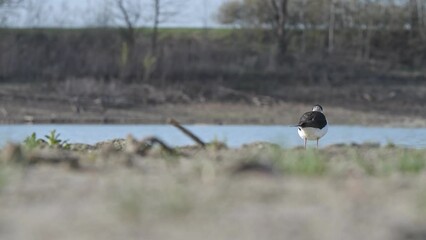 Wall Mural - Looking for food in the wetlands (Himantopus himantopus)