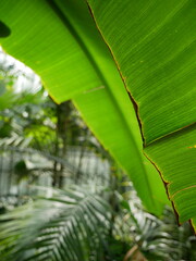 Wall Mural - Palm Leaf