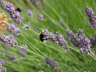 Wall Mural - lavender flowers in the field with a bee