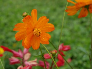 Wall Mural - orange flower in the garden