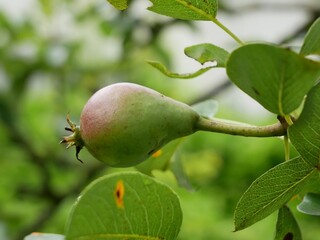 Wall Mural - Fruit growing on a Tree