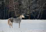 Fototapeta Konie - Beautiful arabian horse posing in winter forest