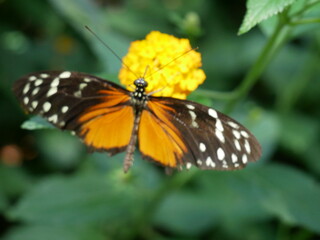 Poster - Close up Butterfly No. 1