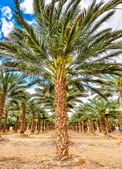 Wall Mural - Plantation of date palms for healthy food production. Date palm is iconic ancient plant and famous food crop in the Middle East and North Africa, it has been cultivated for 5000 years