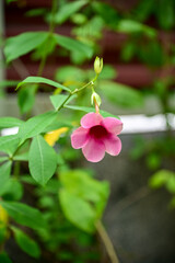 Wall Mural - Close-up of pink Allamanda blanchetii flower in the garden. Pink flowers in park with nature light. Bright pink flowers in rural. Flower and plant.