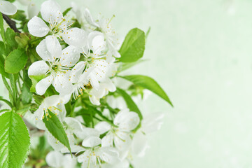 Wall Mural - Passover blooming white apple or cherry blossom on green background. Happy Passover background. Spring Easter background. World environment day. Easter, Birthday, womens day holiday. Top view Mock up.