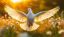 Holy Spirit: White Dove With Open Wings Illuminated By The Golden Rays Of Light
