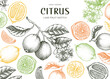 Lime fruit frame. Exotic plants design template. Citrus fruit sketches; Summer background. Hand-drawn vector illustration. 