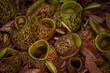 Image of a unique semi-detritivorous pitcher plant commonly known as Narrow-lid Pitcher Plant or Tropical Pitcher Plant growing on the forest floor of Tanjung Puting National Park, Borneo, Indonesia 