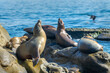 Group of sea lions in La Jolla cove, San Diego, California