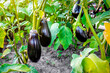 Organic aubergine eggplant plants in a greenhouse