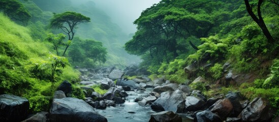 Sticker - A river flowing amidst a vibrant green jungle landscape, with rocks and trees lining its banks, showcasing the beauty of natures fluvial landforms and terrestrial plants