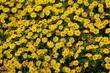 FU 2022-07-29 EckKiel 852 Im Beet blühen viele gelbe Blumen