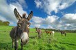 A cute donkey standing in the green grass of an English field