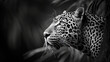 Ein Leopard, eine wilde Katze in freier Bahn. Ein Tier in voller Pracht.